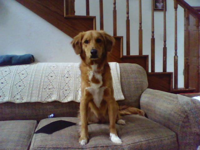 Por qué tu perro no obedece (y casi siempre es culpa tuya)