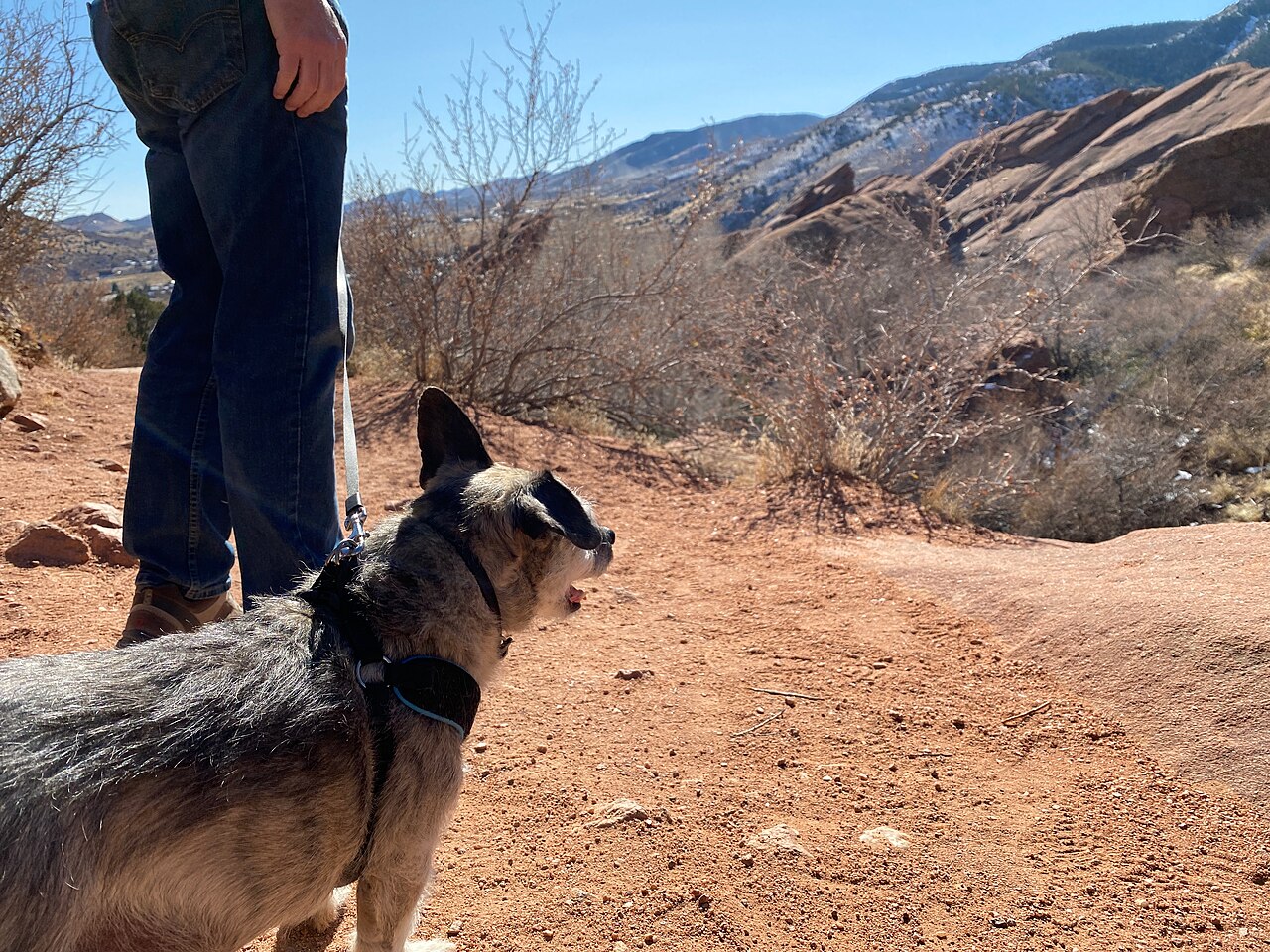 El paseo del perro: mucho más que hacer sus necesidades