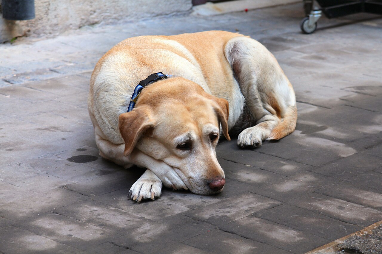 Perros mayores: cómo cuidar a un perro que envejece