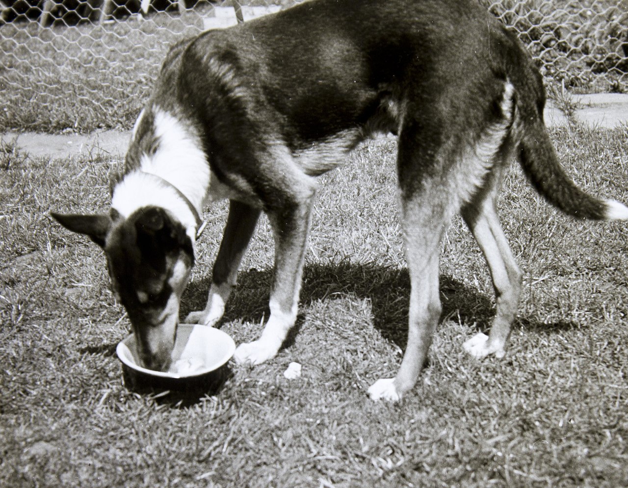 La alimentación del perro y el gato sin volverse loco